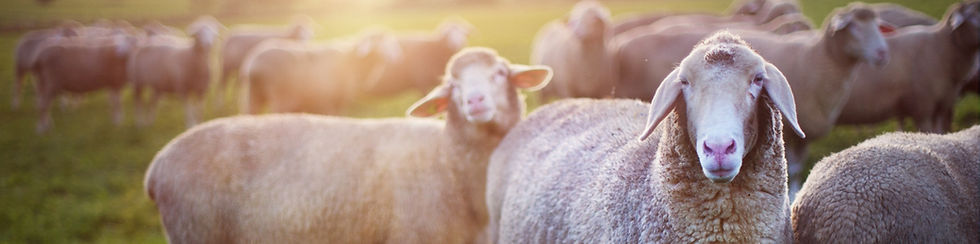 bebis sheep ovce
