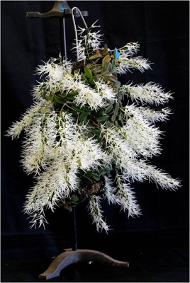 D. Linguiformis 'Tumbi' Bill Murdoch