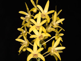 D. Duno Marilyn 'Brian'