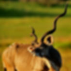 Kudu2sm.jpg