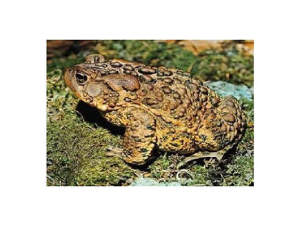 Toads for Roads Planning Meeting