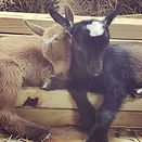 Brother and sister ❤ #hobbyfarm #homeste