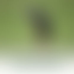 陳季群、林士軒於澳洲業餘名人賽打平球場最低桿紀錄