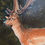 Thumbnail: Contemporary Miniature Oil On Board Painting Of A Roe Deer Stag Stephen Cummings