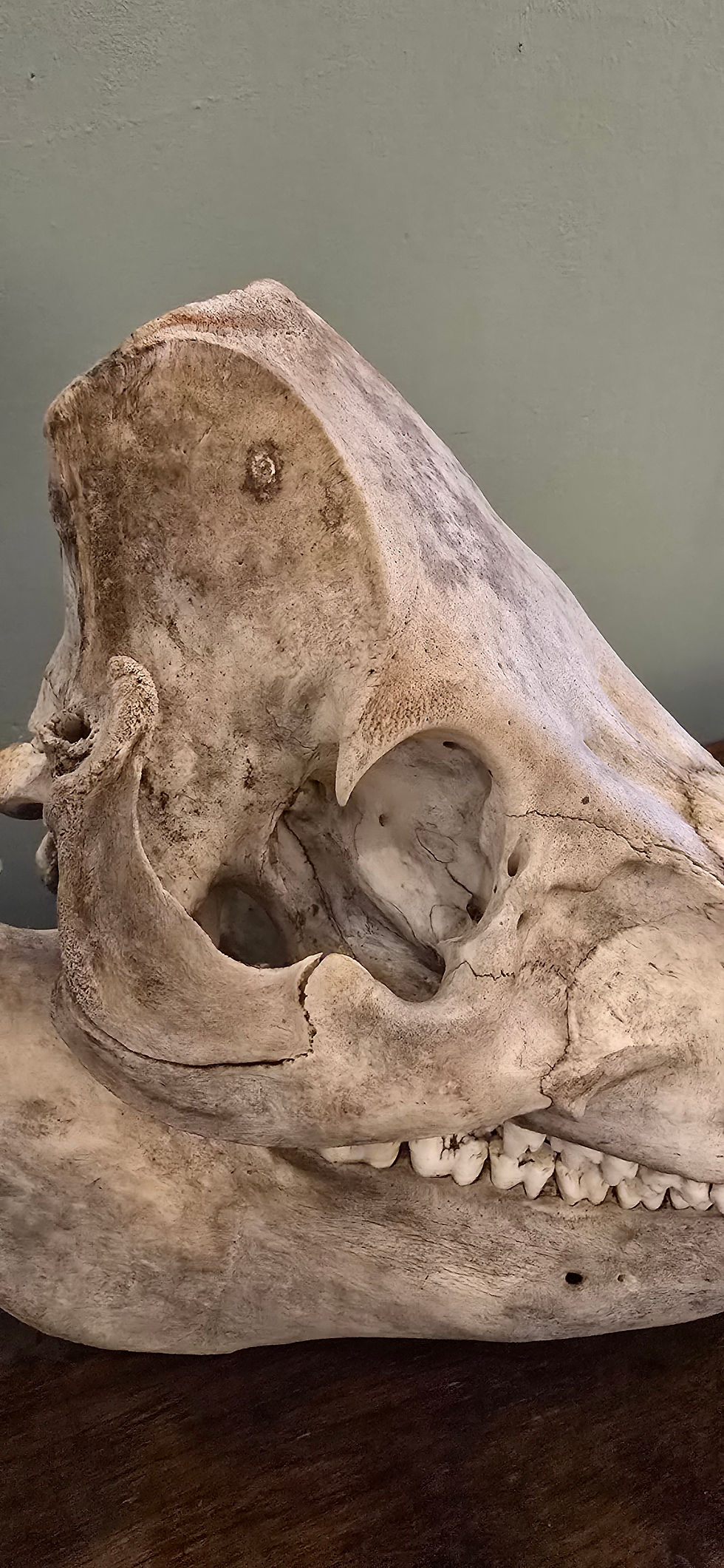 Thumbnail: Large Vintage Wild Boar Complete Skull Wild Found Decorative