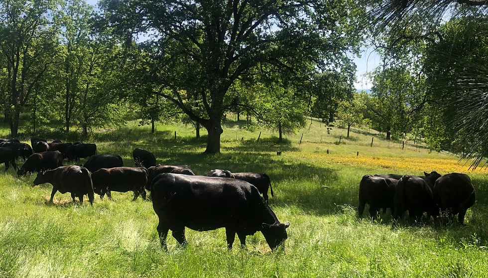 Cows Grazing.jpg