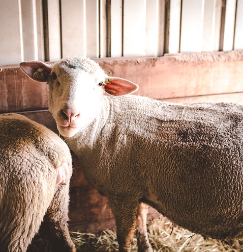 Lamb in barn