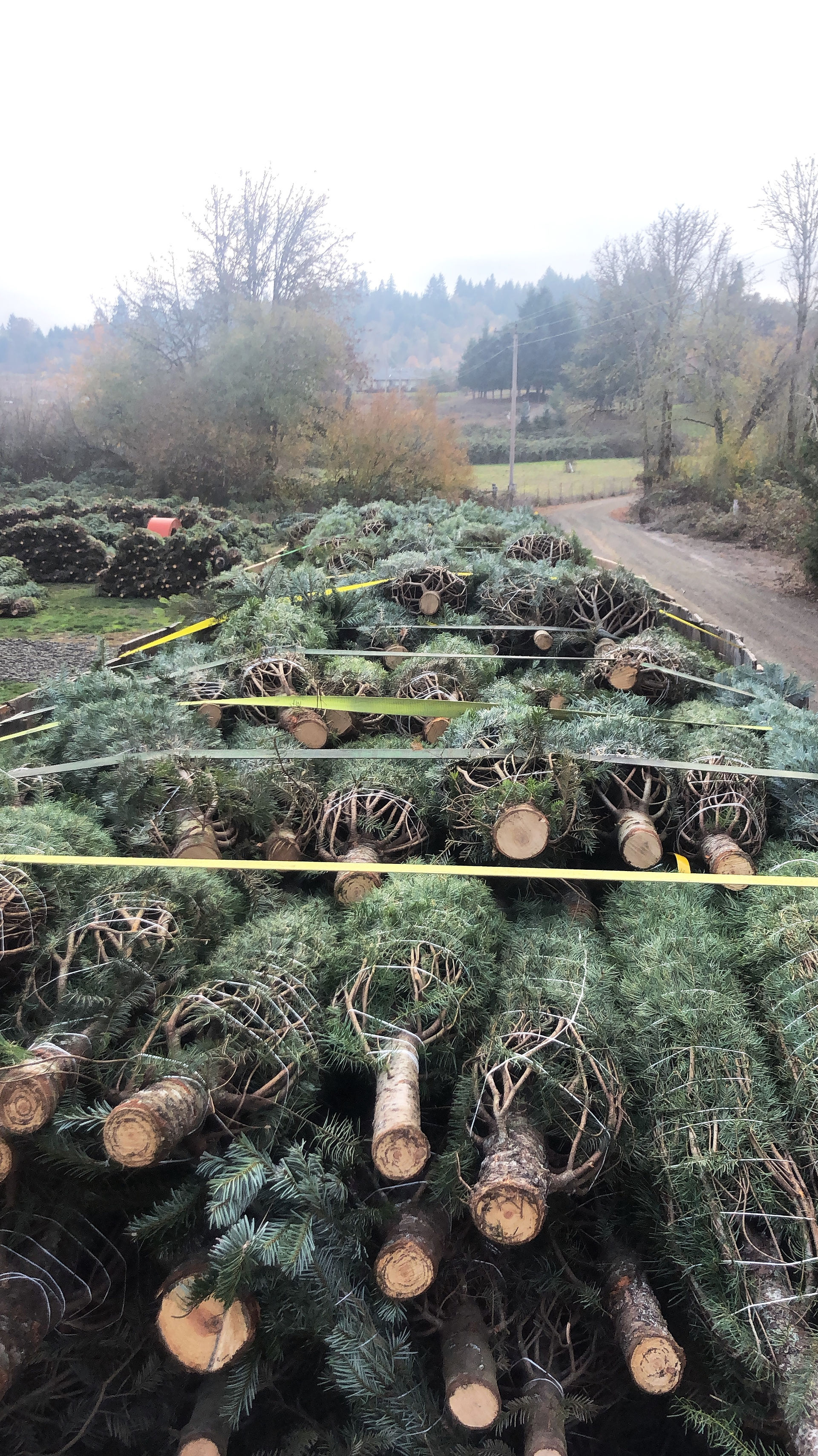 Christmas trees loaded and strapped in for the journey home