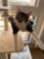 Mochi 7.jpg