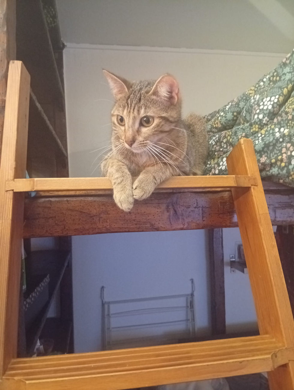 WhatsApp Image 2026-04-16 at 11.32.54.jpeg