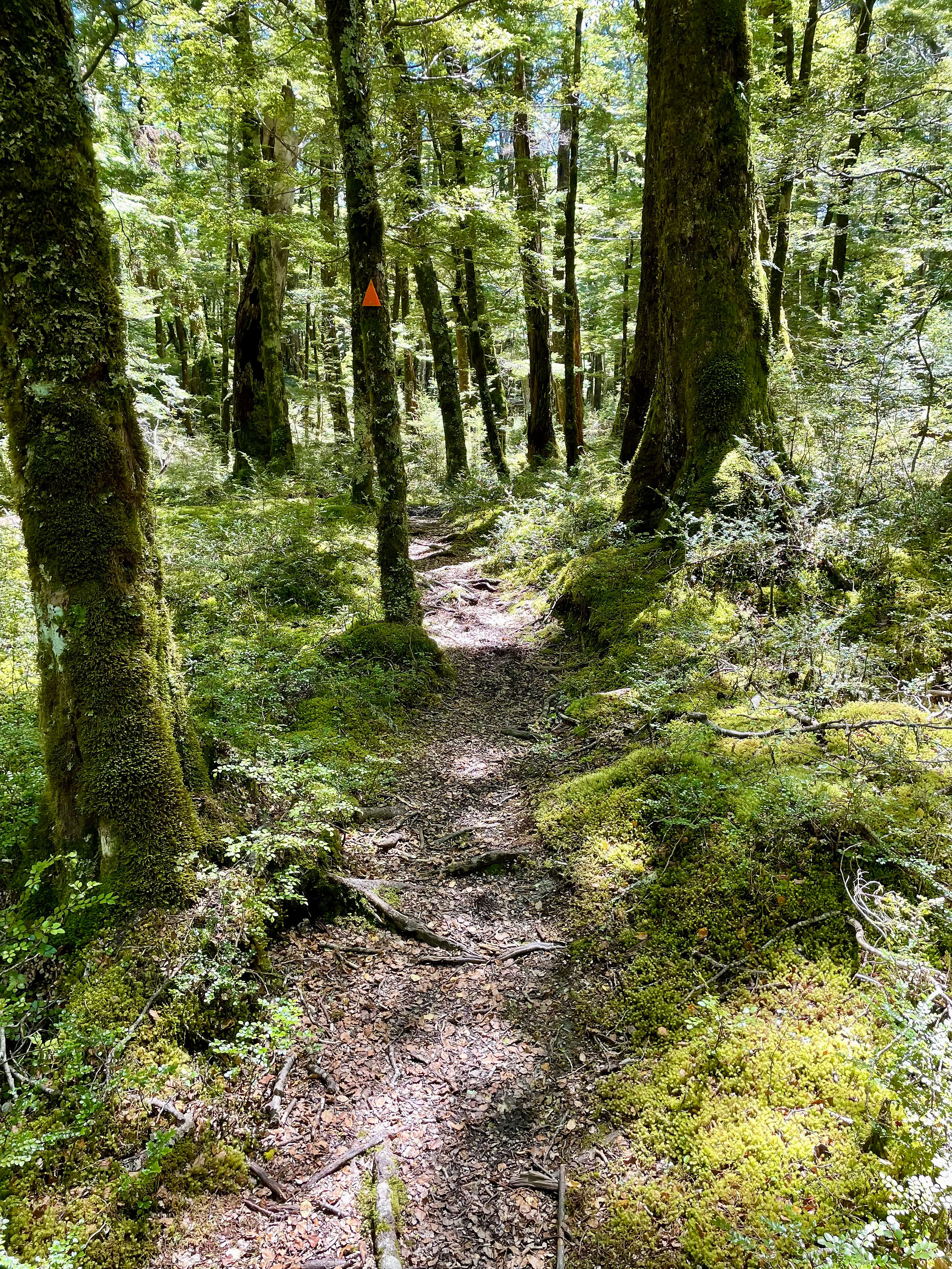 Stunning beech forest New Zealand