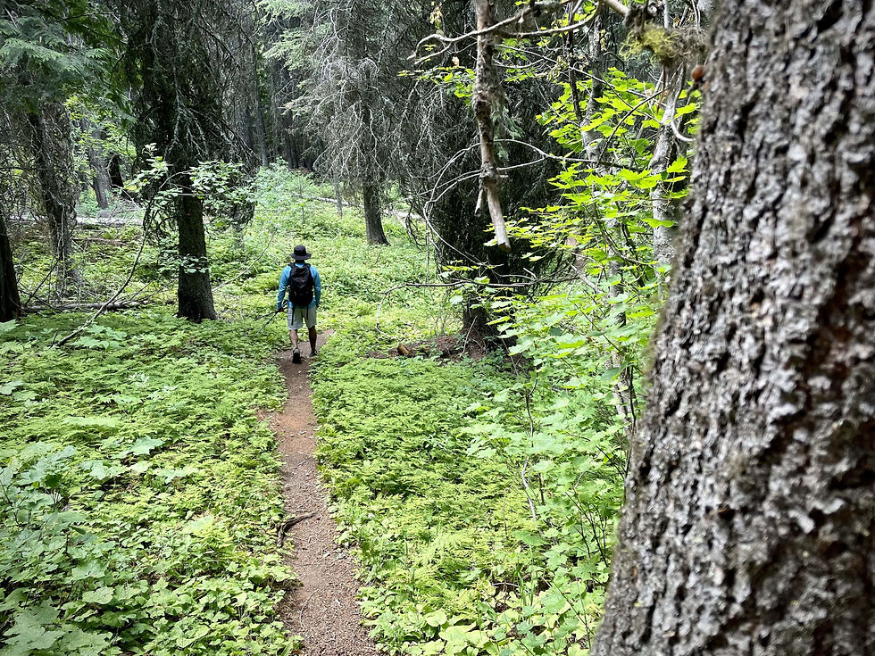 Mount Proctor Loop Trail Hiking Fernie BC