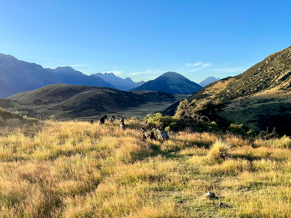 Whakaari Conservation Area