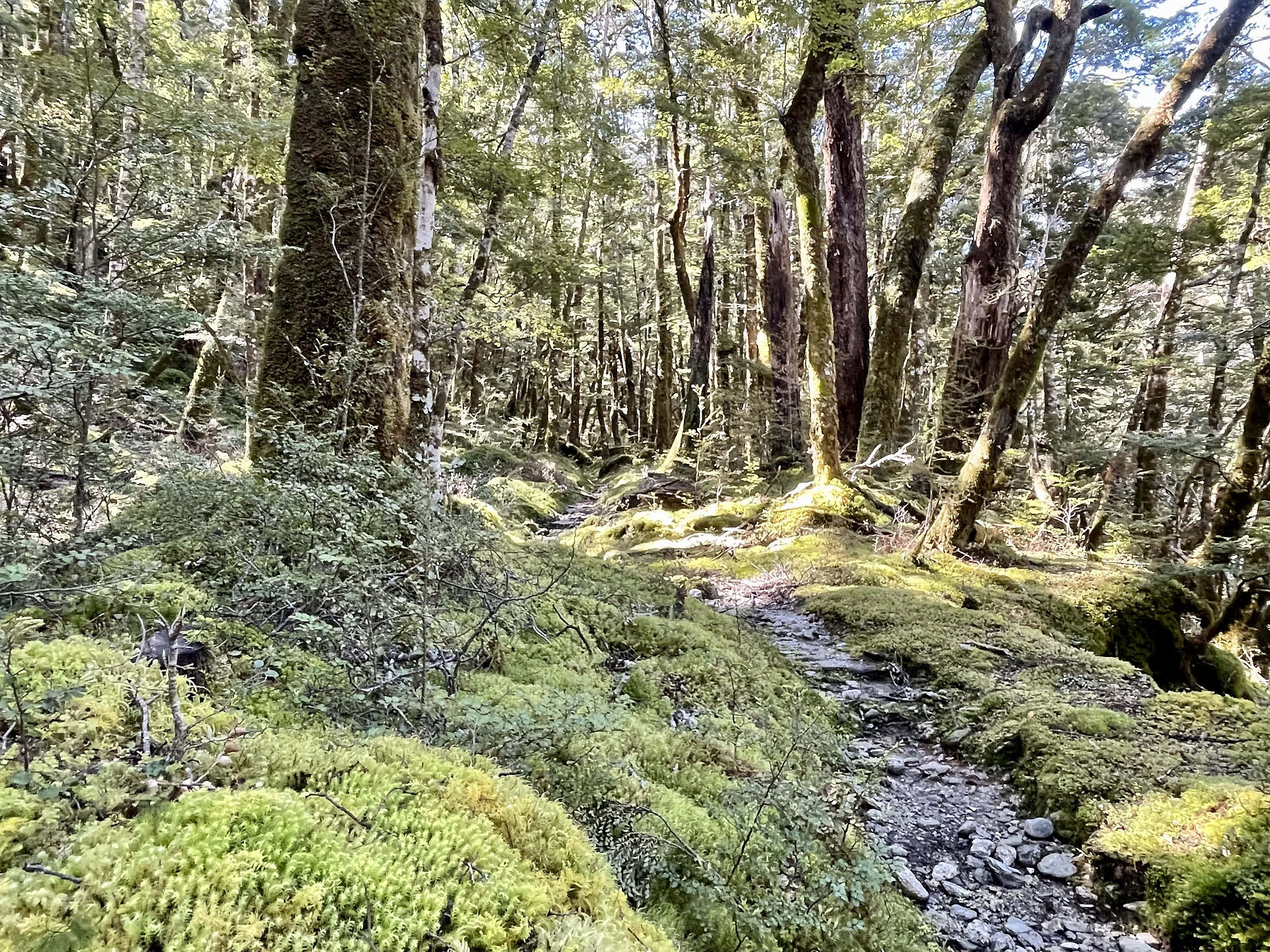 Stunning Beech Forest Mount Aspiring National Park New Zealand