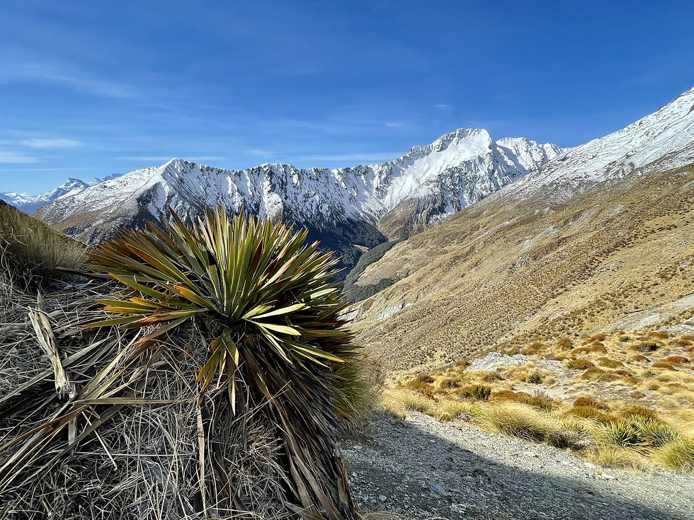 Temple Peak from McIntosh Hut Loop Track