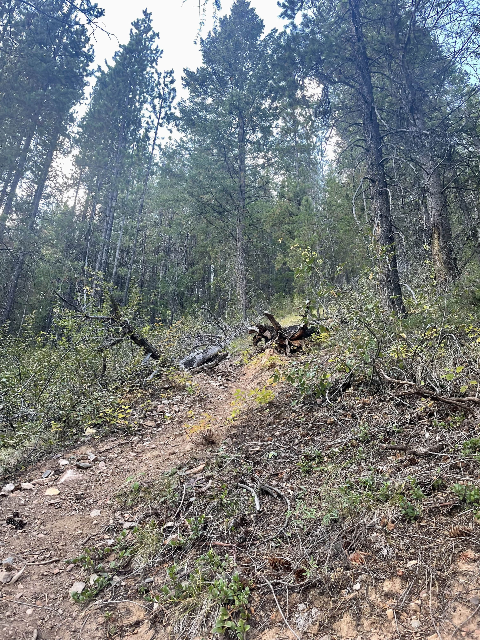 Mount Nelson Scramble Guide Trip Report Purcell Mountains Scrambling Kane Canada British Columbia Hiking