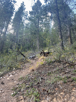 Mount Nelson Scramble Guide Trip Report Purcell Mountains Scrambling Kane Canada British Columbia Hiking