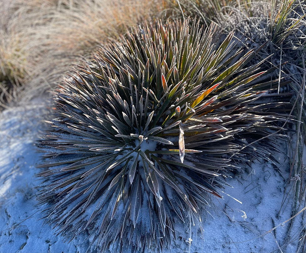 Speargrass along the Criffel Range