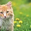 貓心絲蟲感染症（feline heartworm disease）