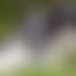 貓咪的發熱伴血小板減少綜合症（SFTS）