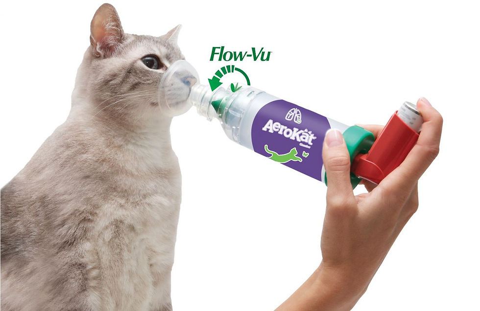貓咪使用Aerokat