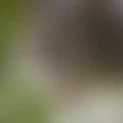 多貓家庭間的衝突