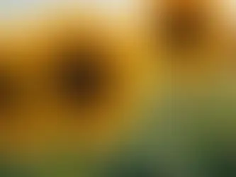 Unearthing the Transformational Role of Flowers in Times of Change