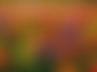 How to Choose the Perfect Flowers for Every Occasion