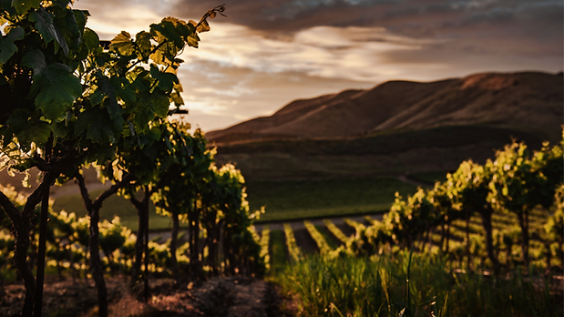 napa imagery3.png