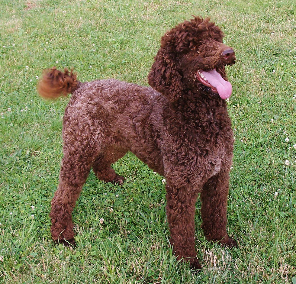 Woody Standard Poodle Stud