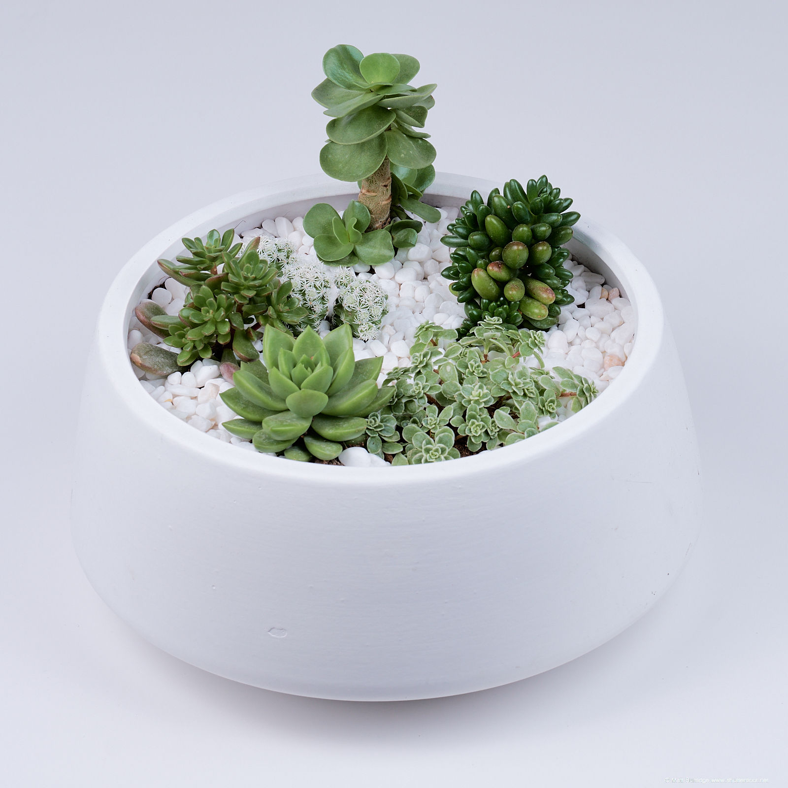 Large round planter - White and green succulents