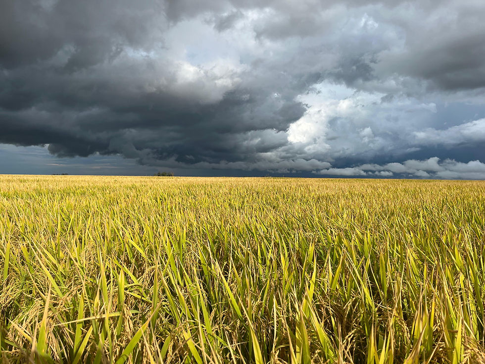 IRGA 424 RI desenvolvendo excelente qualidade de grão.