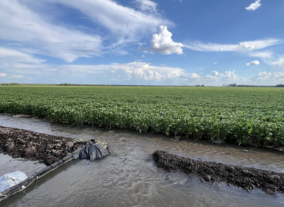 Soja se beneficia da irrigação, seja por sulcos ou por pivô central.