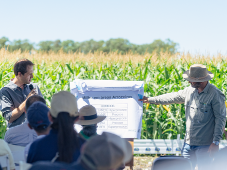 Manhã de campo enaltece sistema integrado e impacto positivo na qualidade das sementes