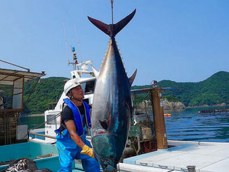 Frozen tuna exports to Japan tripled