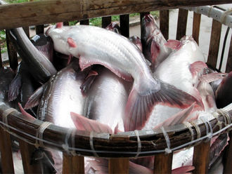 Positive signals of Pangasius exports to high inflation markets