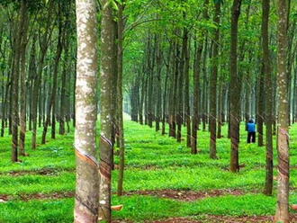 The proportion of China's rubber imports from the Vietnamese market increased