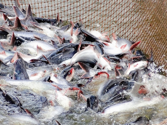 Pangasius export orders expected to increase at year-end