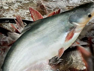 Pangasius exports to the UK grow positively despite inflation