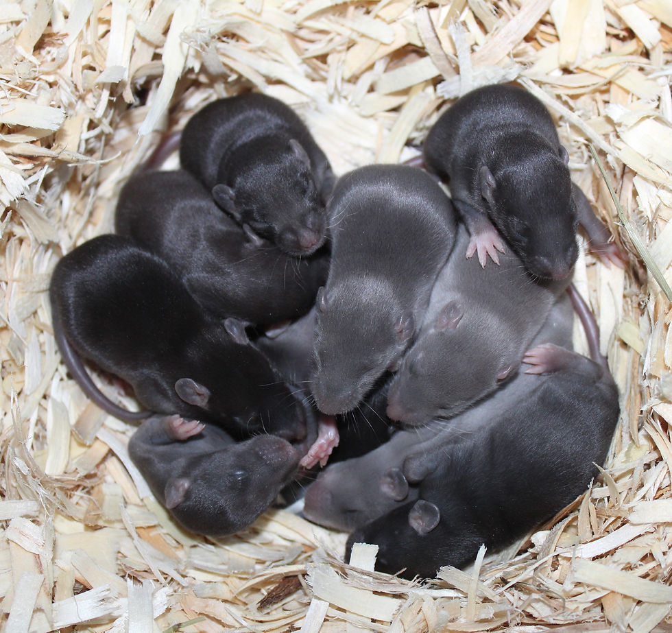 Understanding the True Meaning of Ethical Rat Breeding and Its Implications