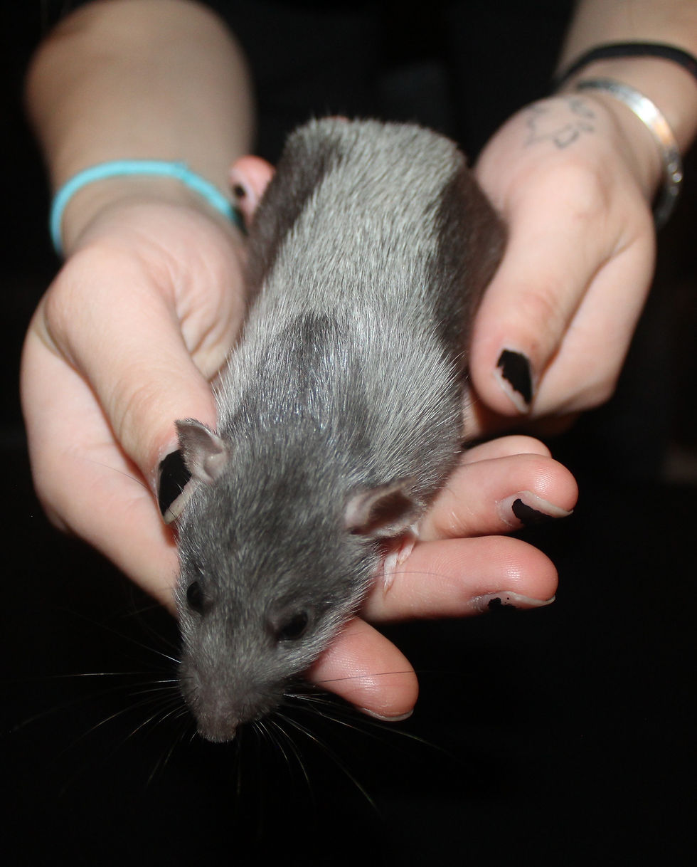 Do Rats Need a Wheel to Run On and How to Choose the Right Size and Safety Features