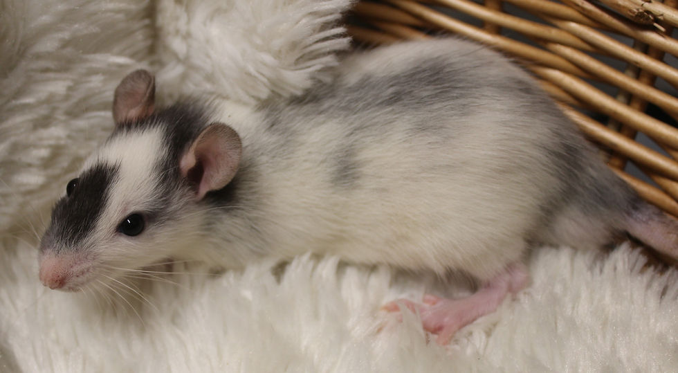 Snape Loved by StormHaven Rattery