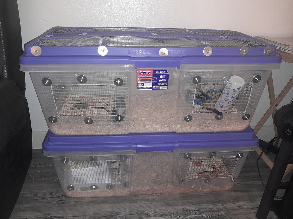 The Ethics and Safety of Keeping Rats in Bin Cages