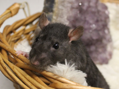 How to Uncover the Intelligence of Pet Rats and Their Trainability Potential