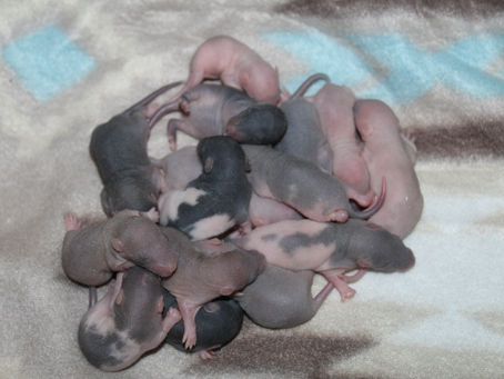 Creating a Safe and Enjoyable 4th of July for Your Pet Rats