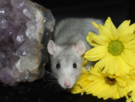 The Importance of Educating Yourself Before Getting Your First Pet Rat