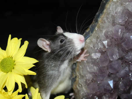Can Rats Eat Bones and What Are the Benefits for Their Diet?