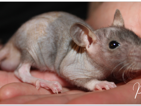 How to Effectively Wean Your Baby Rats and Determine the Right Time for Sex Separation