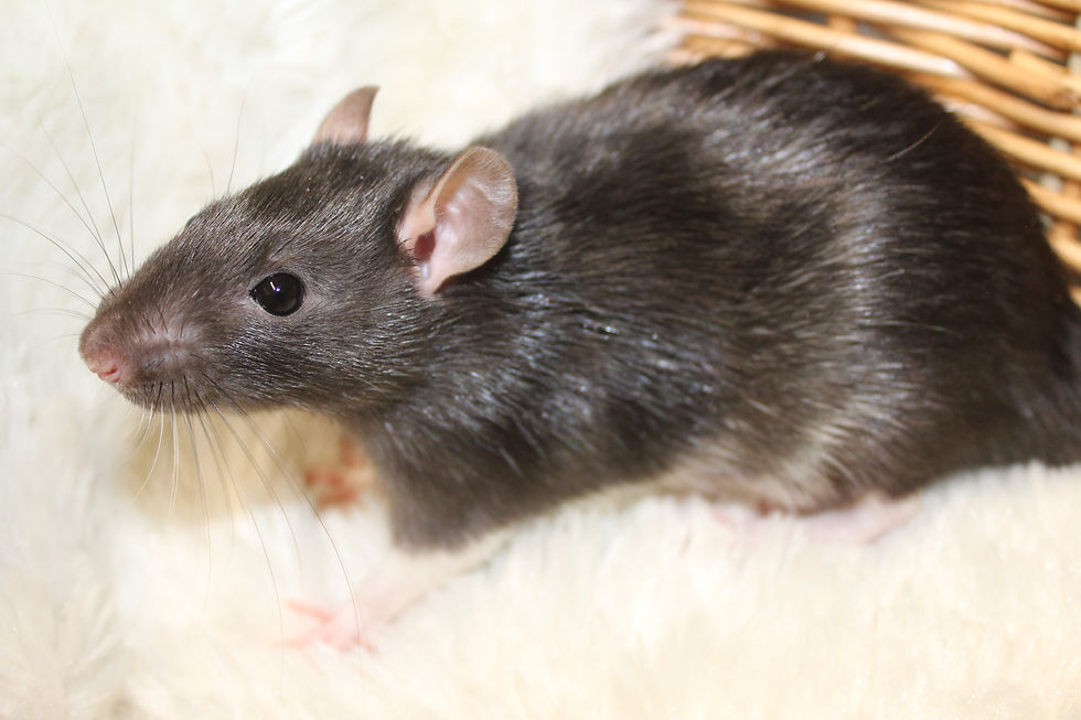 Reiner Loved by StormHaven Rattery