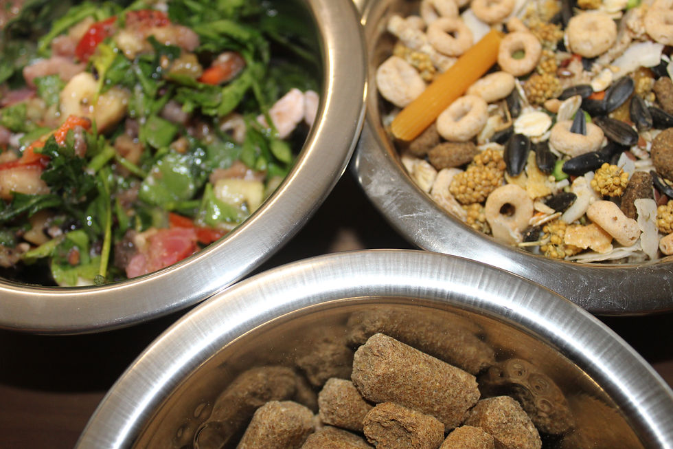 Hazardous Fruits and Vegetables That Could Harm Your Pet Rats